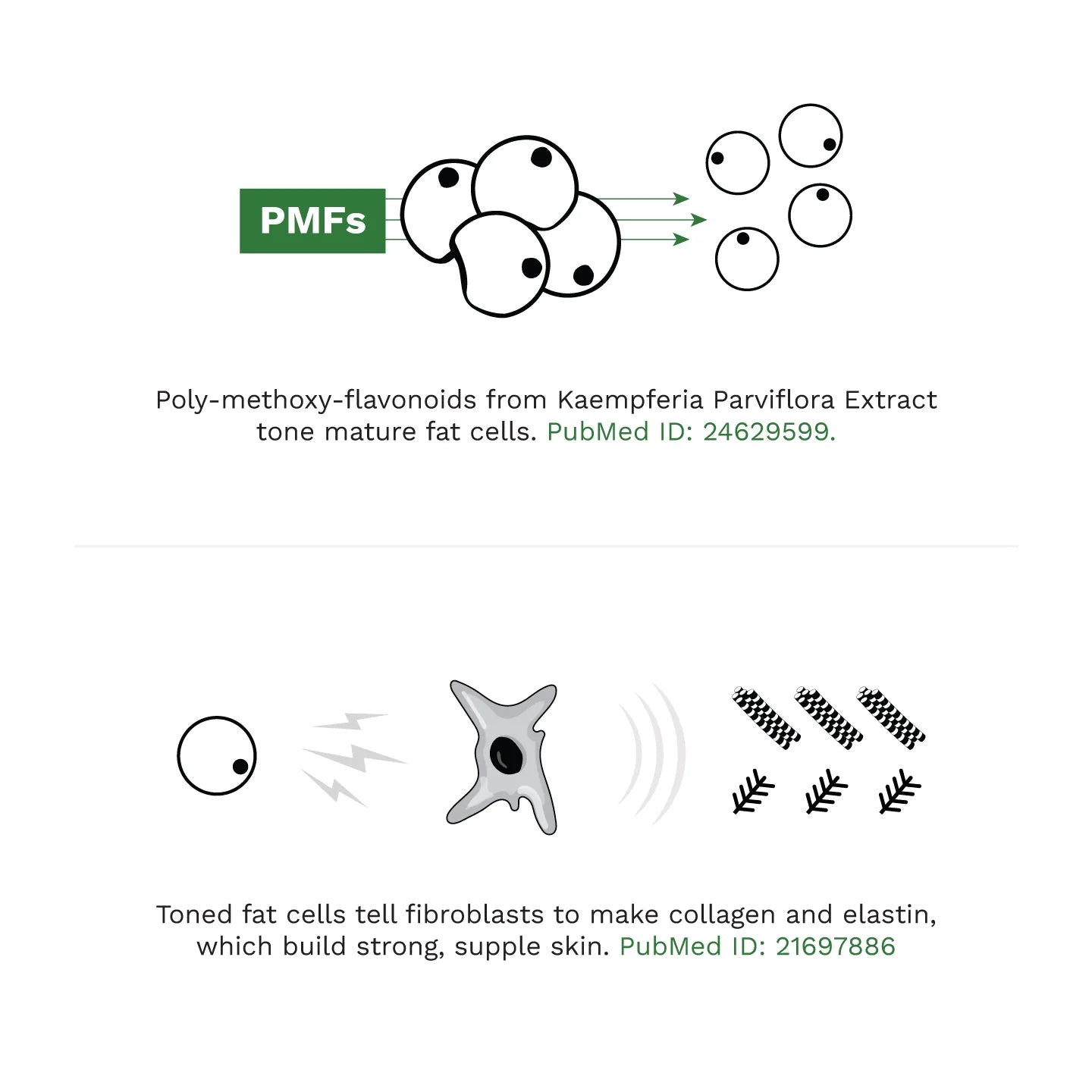 Adipeau - Strength Gel